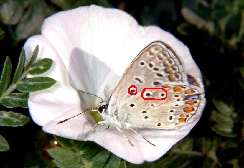 La solita farfalla che ancora non so determinare