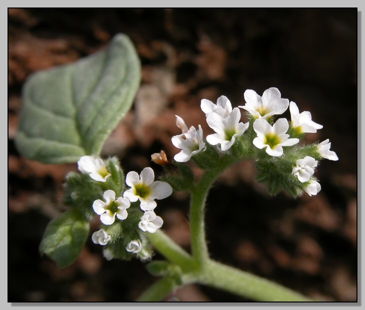 Heliotropium europaeum / Eliotropio selvatico