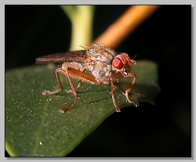 Scathophagidae, cf. Scathophaga.