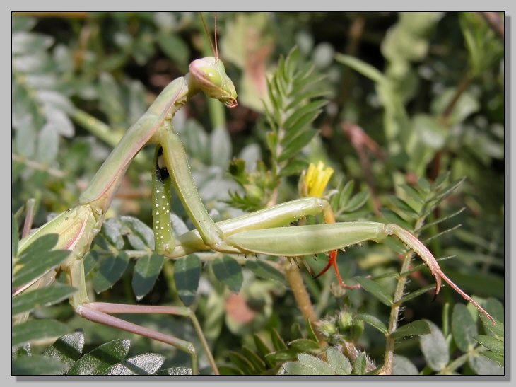 Predatrice per eccellenza... Mantis religiosa