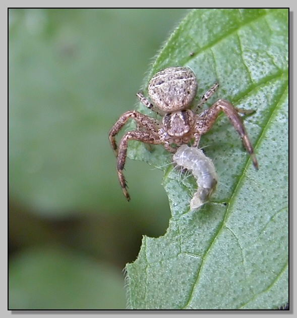 Thomisidae (Xysticus?) 