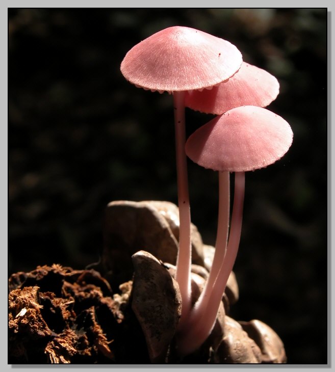 Una foto-regalo per micofili (Mycena seynii)