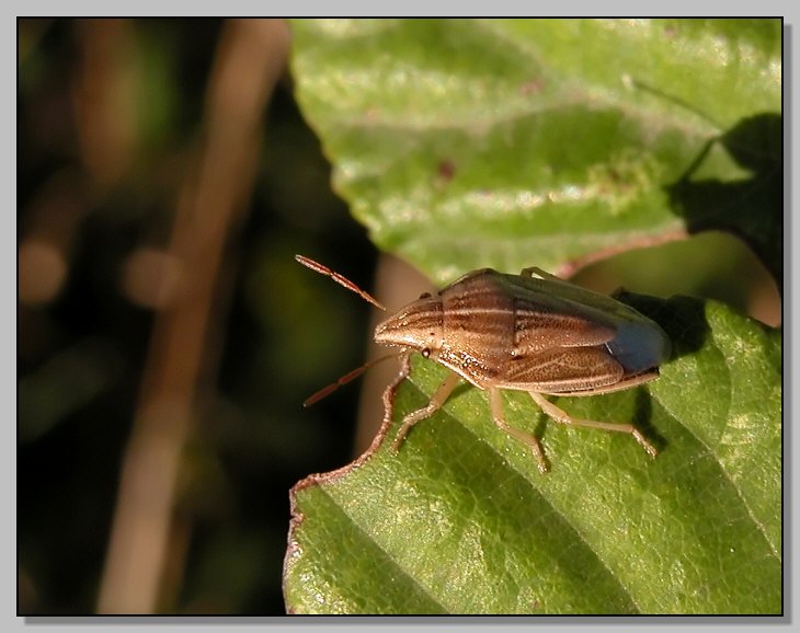 Il piccolo Aelia acuminata