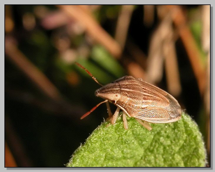 Il piccolo Aelia acuminata