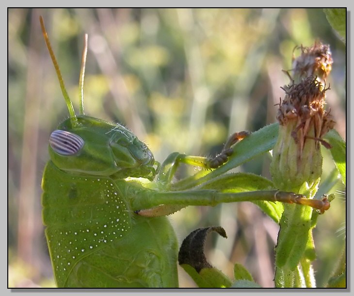 Il fotogenico Anacridium aegyptium baby