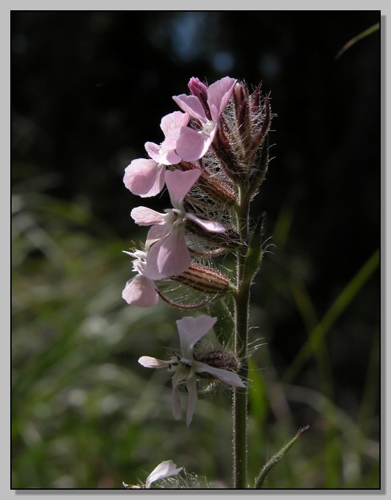 Silene gallica / Silene gallica