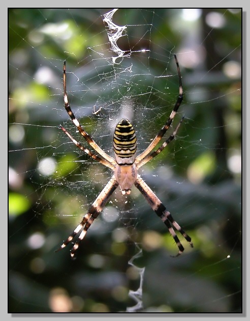 Argiope bruennichi