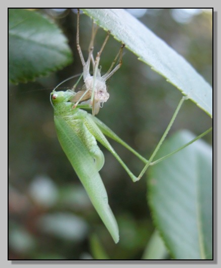 Phaneroptera falcata - una pelle nuova per un giorno nuovo