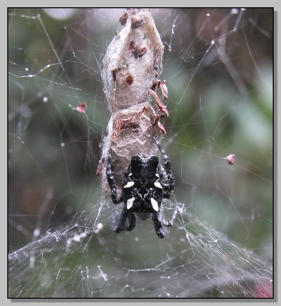 Ragno della Juve (Cyrtophora citricola)