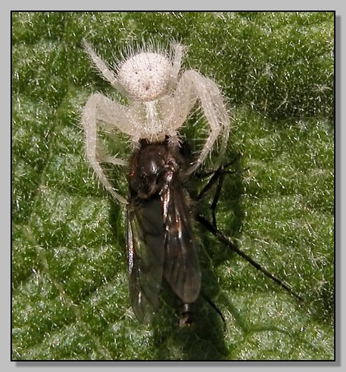 Thomisidae peloso a pranzo (Heriaeus hirtus)