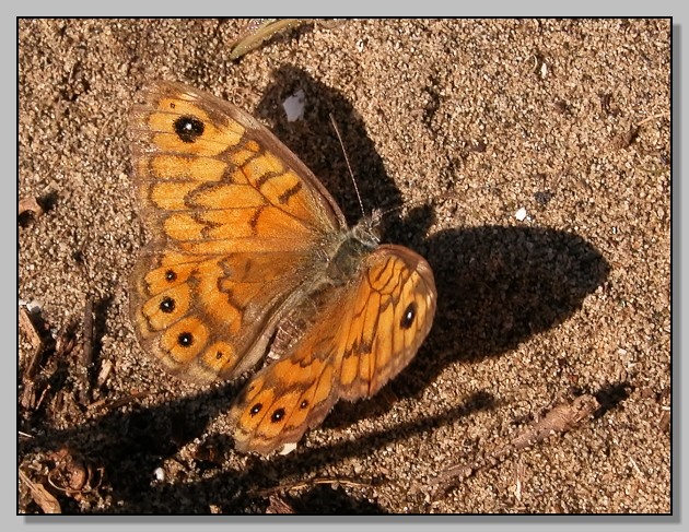 Coenonympha pamphilus e Lasiommata megera