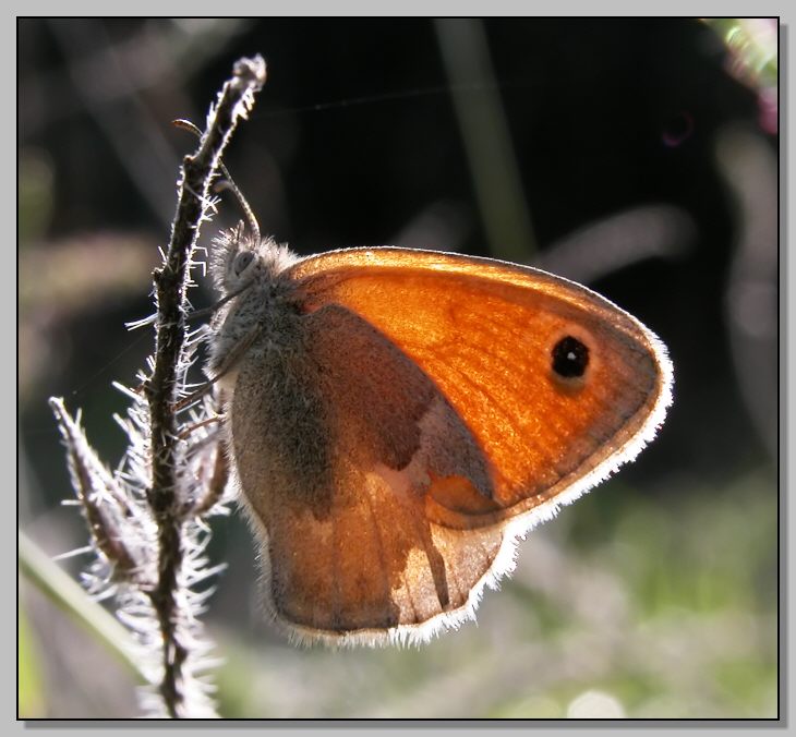 Coenonympha pamphilus e Lasiommata megera