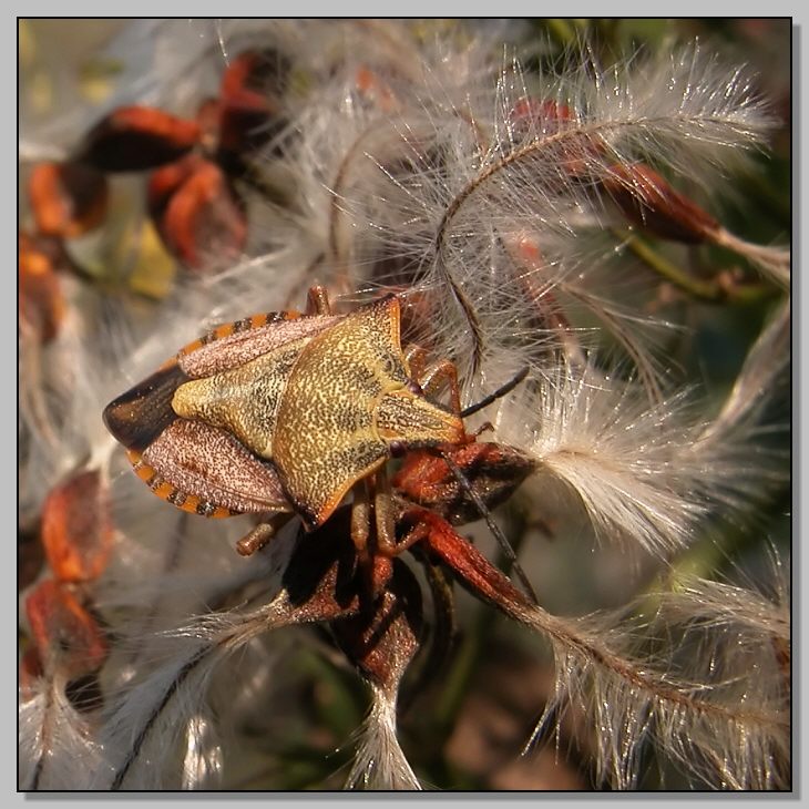 Carpocoris mediterraneus mediterraneus sfilata d''autunno