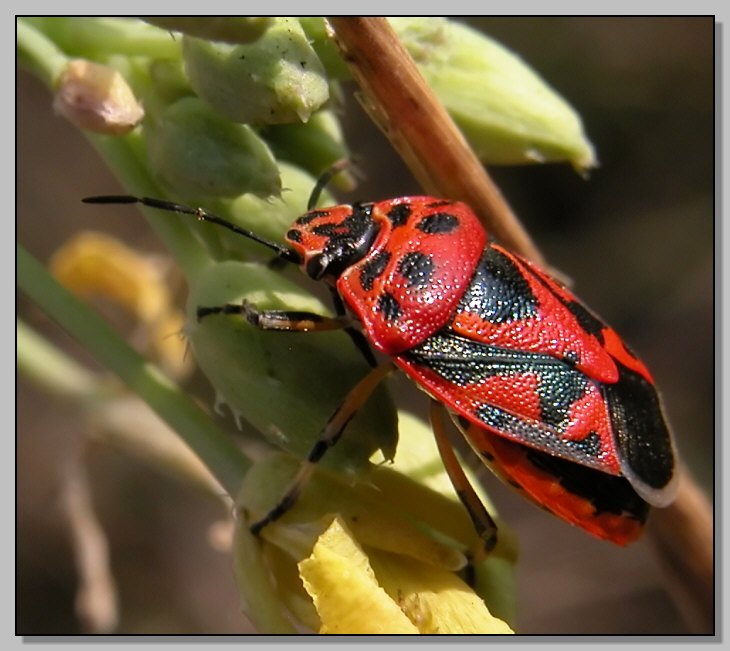 Pentatomidae: Eurydema ornata del Lazio