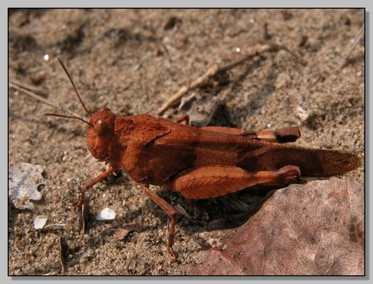 ortottero (Oedipoda coerulescens?)