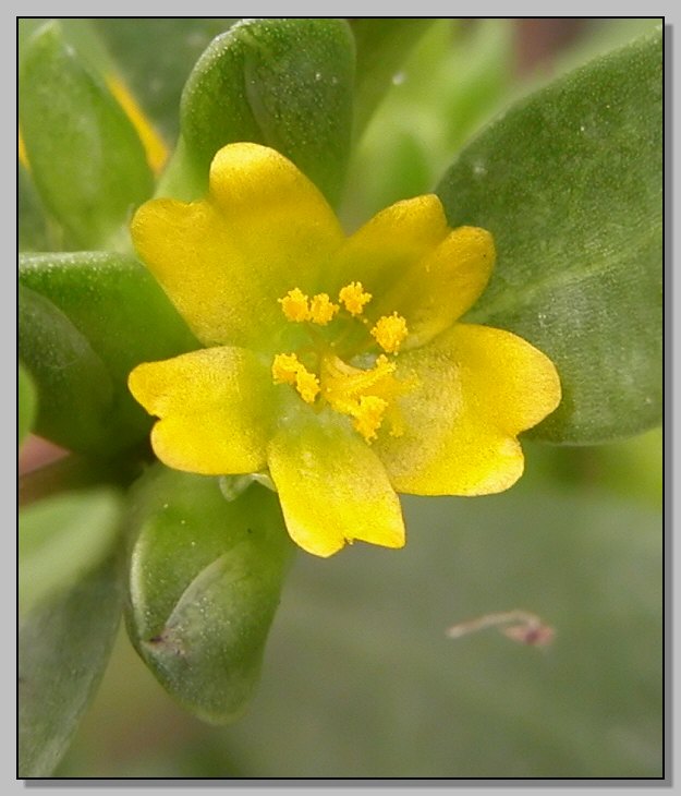 Portulaca oleracea - erba porcellana