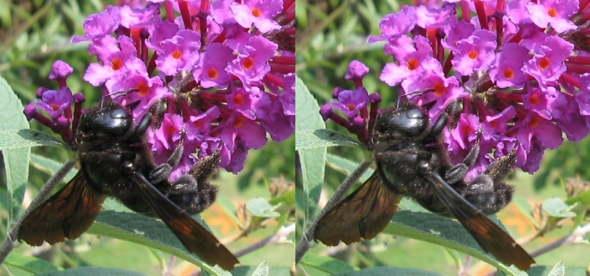 Apidae Xylocopinae: Xylocopa violacea (cf.)