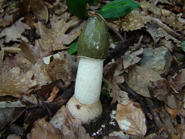 Phallus impudicus