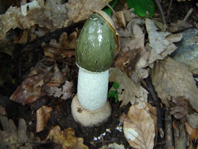 Phallus impudicus