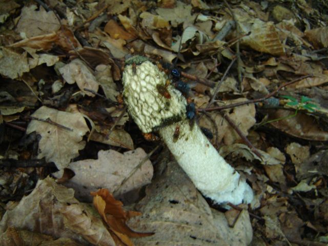 Phallus impudicus