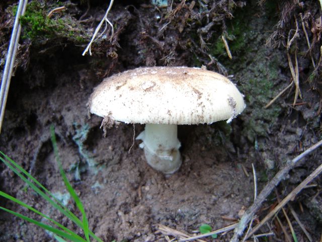 amanita citrina?