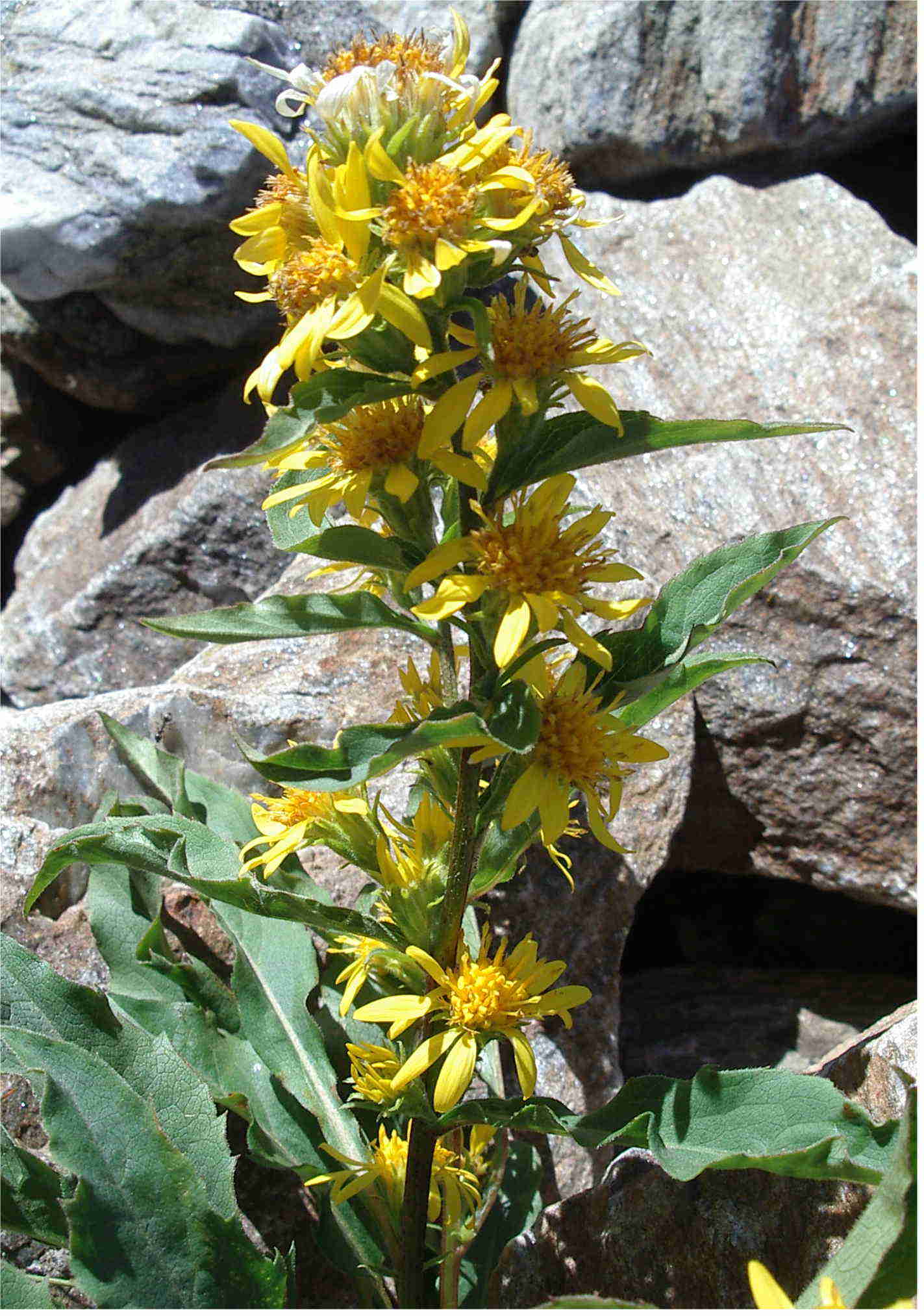 senecio? no Solidago virgaurea