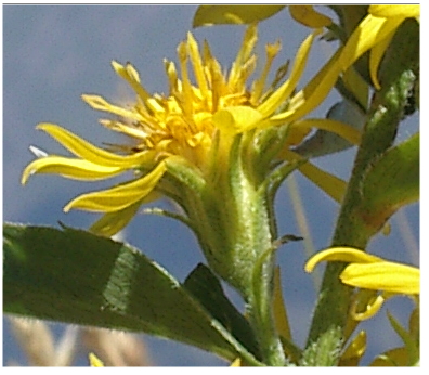 senecio? no Solidago virgaurea