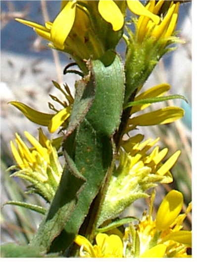 senecio? no Solidago virgaurea