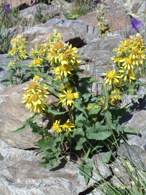 senecio? no Solidago virgaurea