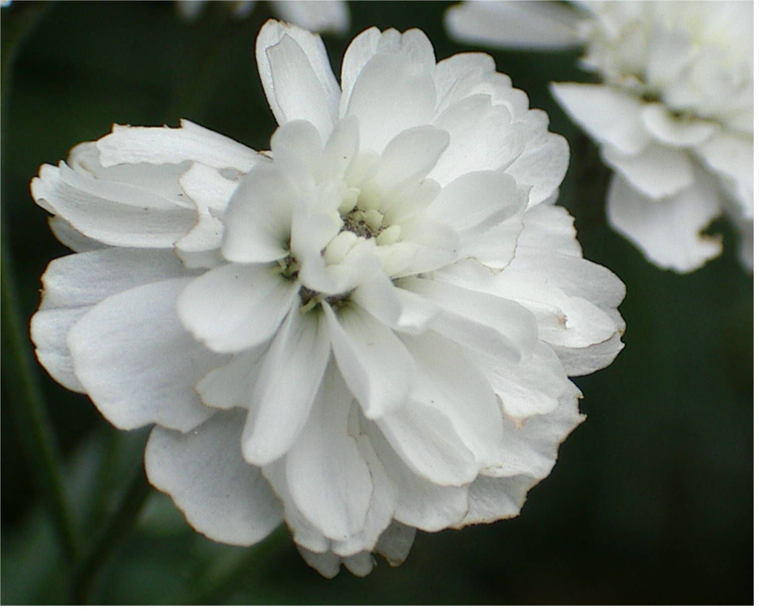 Achillea ptarmica, (esemplare coltivato)