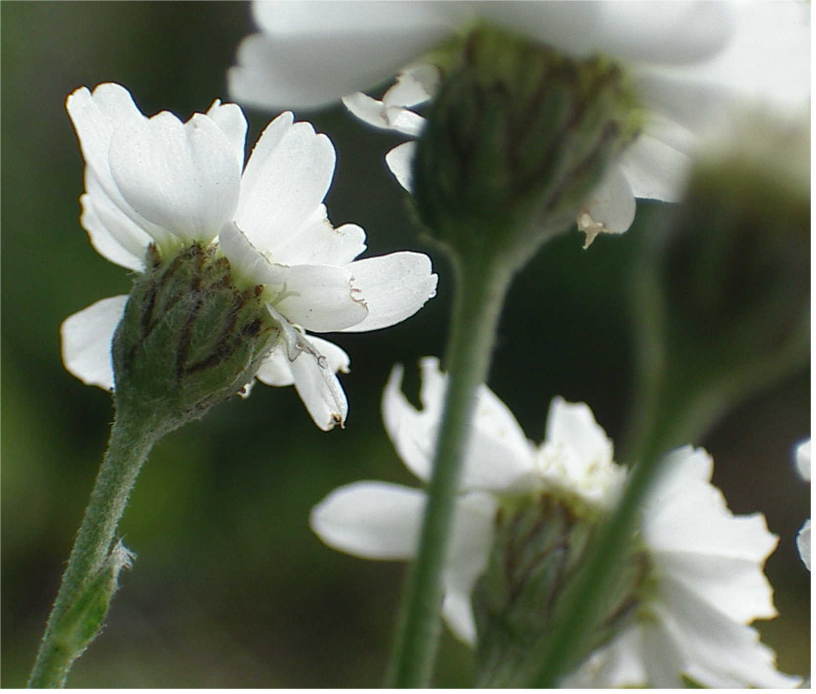 Achillea ptarmica, (esemplare coltivato)