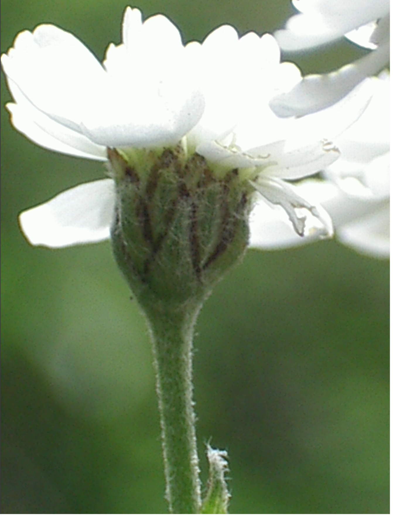 Achillea ptarmica, (esemplare coltivato)