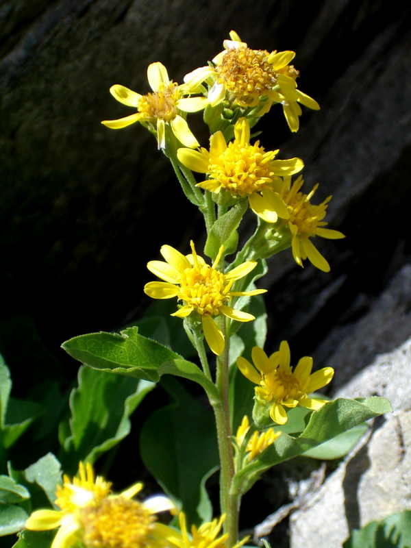 senecio? no Solidago virgaurea