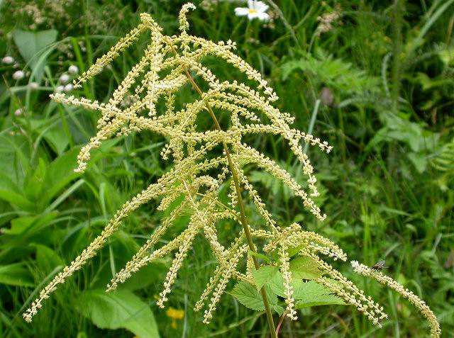 Aruncus dioicus, Lupinus polyphyllus, Chamaenerion angustifolium angustifolium