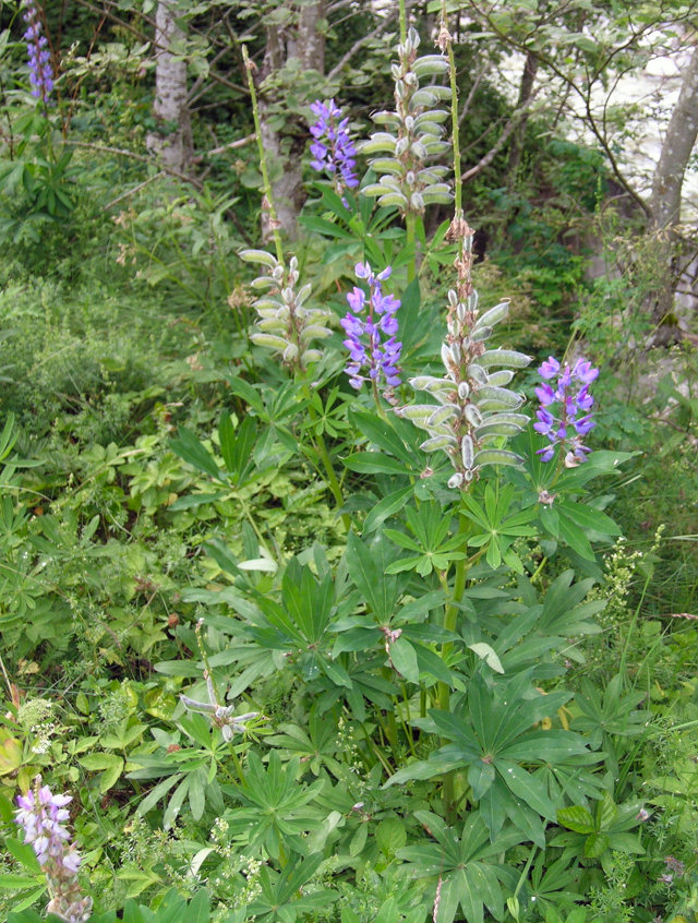 Aruncus dioicus, Lupinus polyphyllus, Chamaenerion angustifolium angustifolium