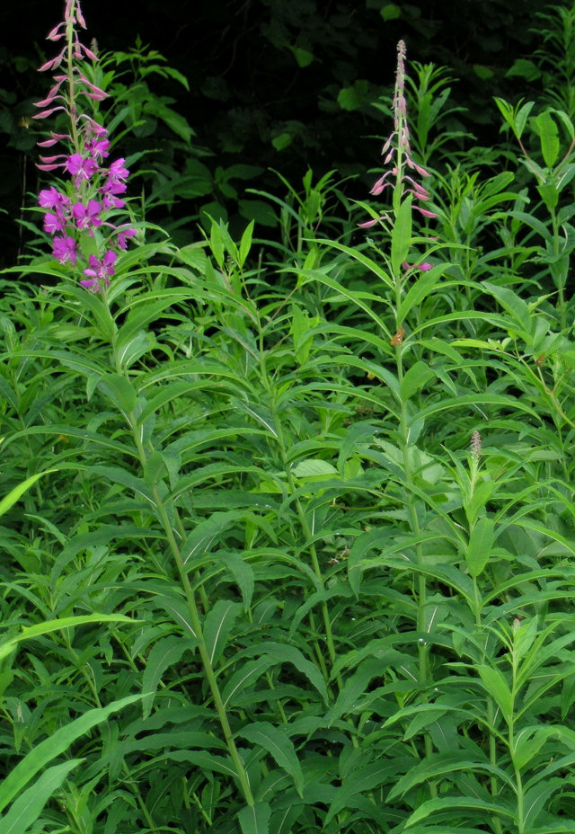 Aruncus dioicus, Lupinus polyphyllus, Chamaenerion angustifolium angustifolium