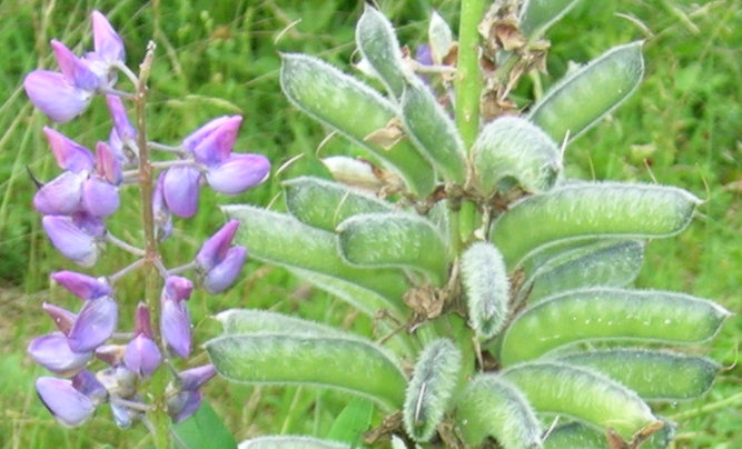 Aruncus dioicus, Lupinus polyphyllus, Chamaenerion angustifolium angustifolium