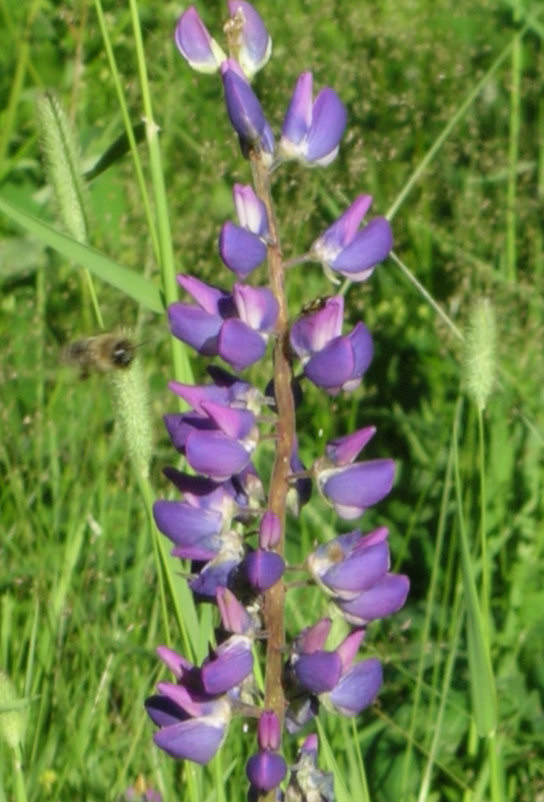 Aruncus dioicus, Lupinus polyphyllus, Chamaenerion angustifolium angustifolium