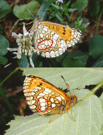 Melitaea athalia?