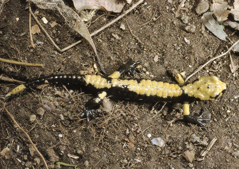 Salamandra atra aurorae