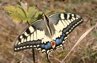 Istruzioni per allevare un Papilio machaon