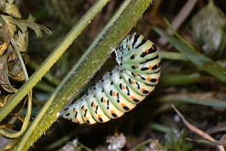 Istruzioni per allevare un Papilio machaon