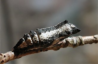 Istruzioni per allevare un Papilio machaon