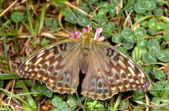 Argynnis paphia