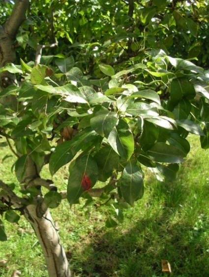 Indeterminato - galla (Gymnosporangium sabinae? fungo)