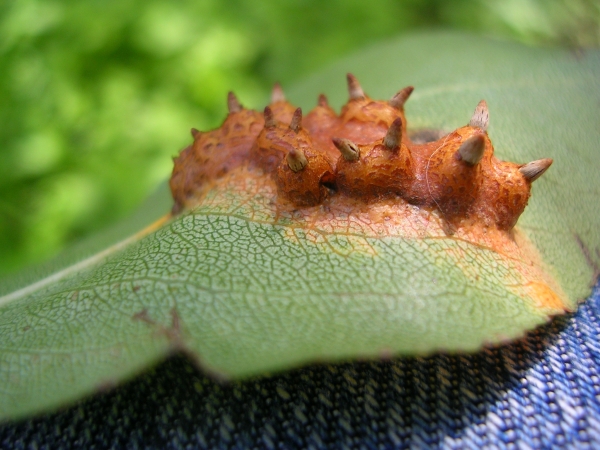 Indeterminato - galla (Gymnosporangium sabinae? fungo)