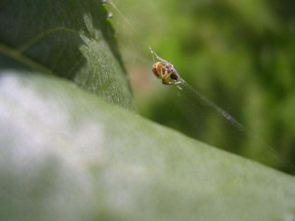 Xysticus e araneide