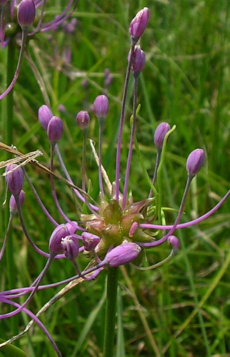 Allium carinatum, scabiosa sp. e ?