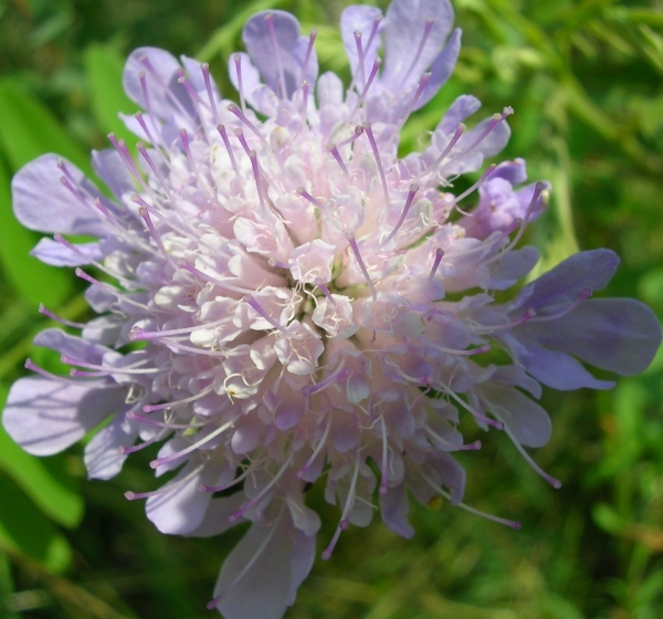 Allium carinatum, scabiosa sp. e ?