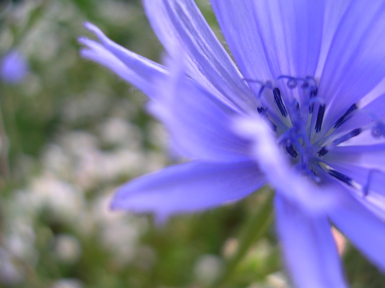 Allium carinatum, scabiosa sp. e ?